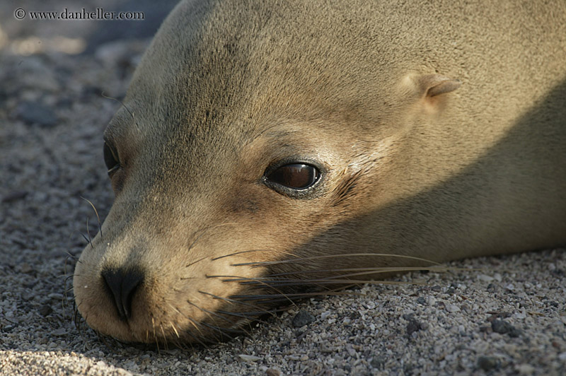 sea_lion-cub-05.jpg