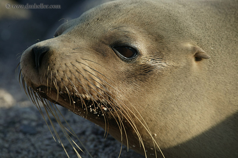 sea_lion-cub-06.jpg