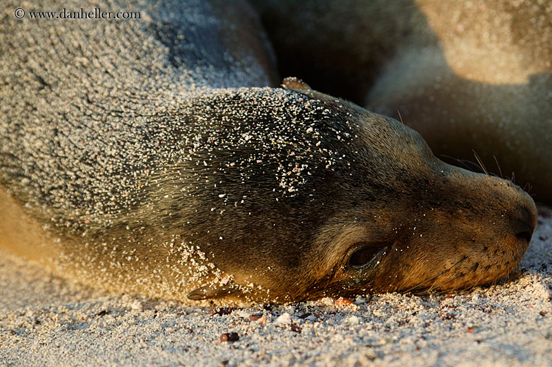 sea_lion-cub-07.jpg