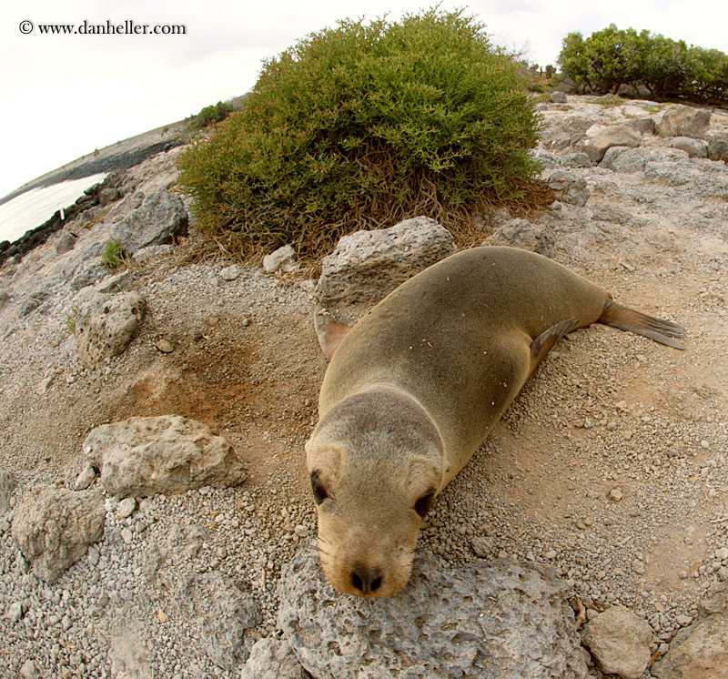 sea_lion-cub-09.jpg