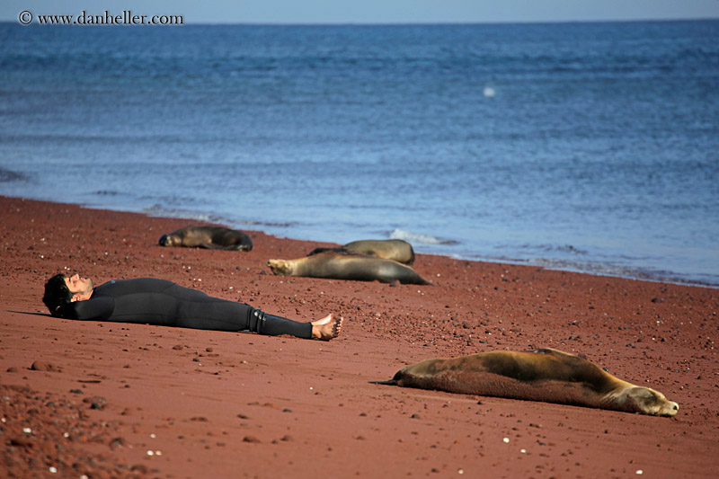 dave-n-sea_lion-lying-down-01.jpg