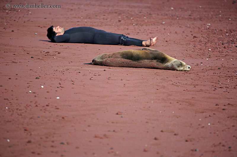 dave-n-sea_lion-lying-down-03.jpg