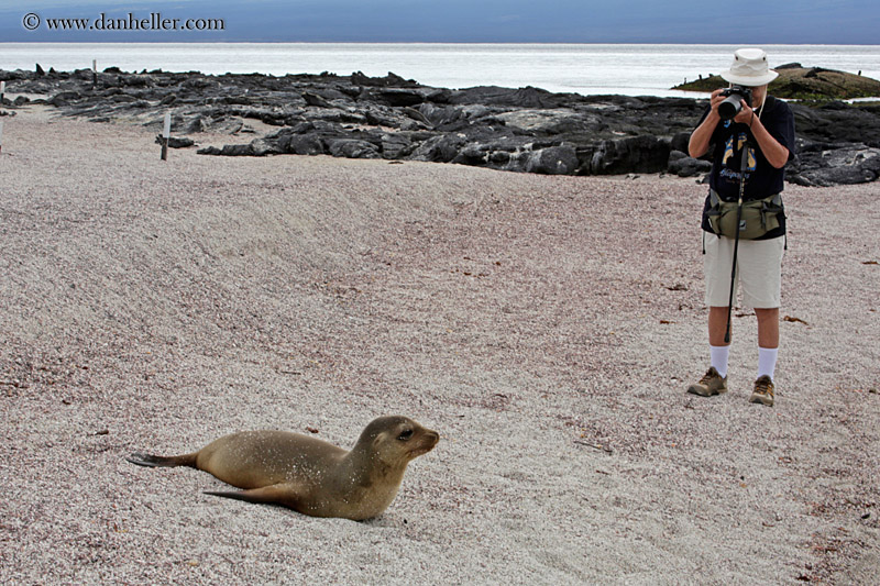 photographing-sea_lion-01.jpg