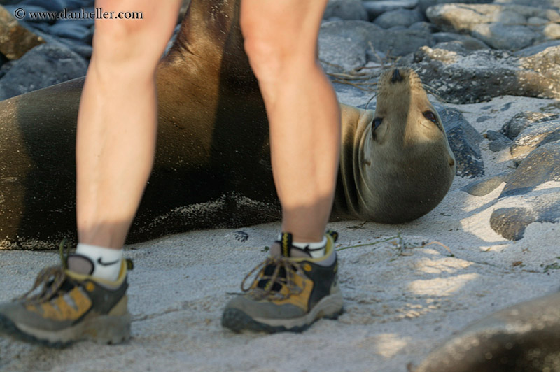 sea_lion-n-foot-03.jpg