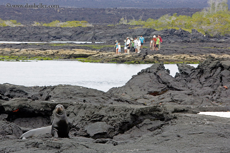 sea_lion-n-ppl-in-distance.jpg