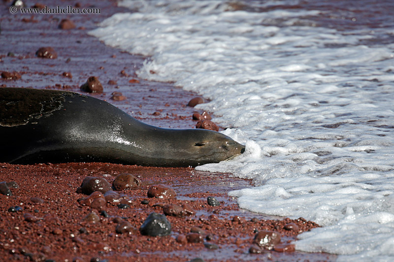 sea_lion-sleeping-03.jpg