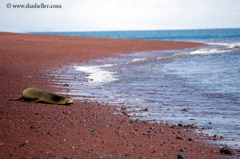 sea_lion-sleeping-05.jpg