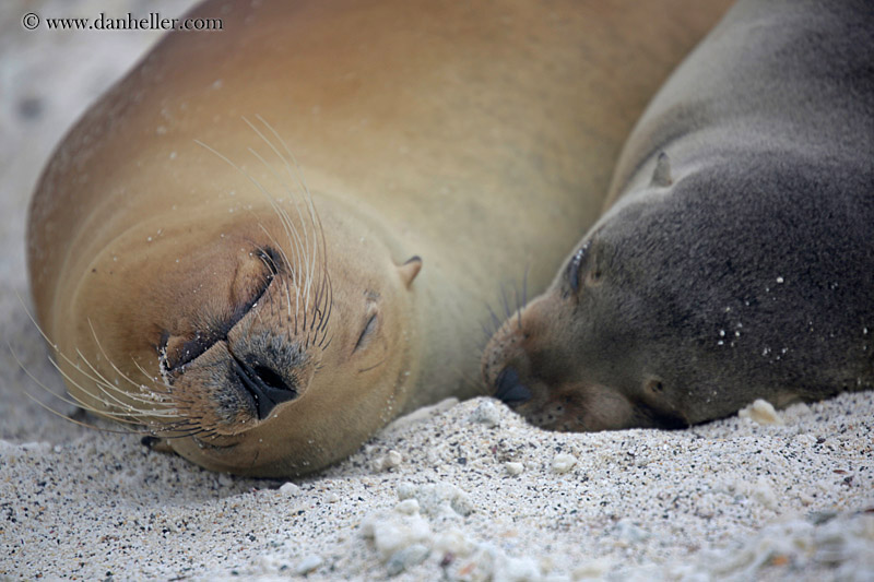 sea_lion-sleeping-06.jpg