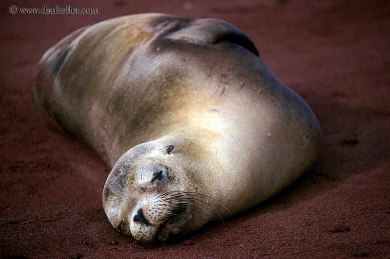 sea_lion-sleeping-07.jpg