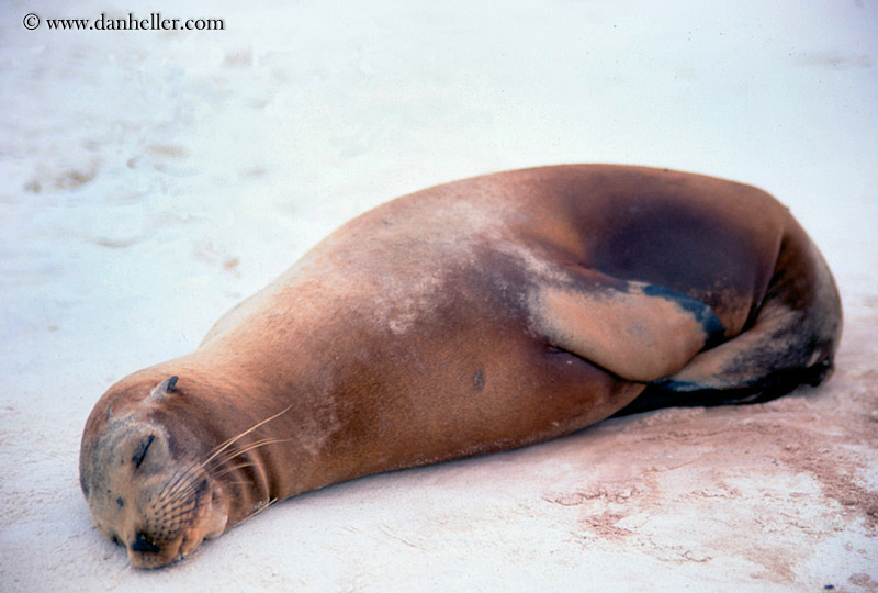 sea_lion-sleeping-08.jpg