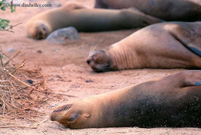 sea_lion-sleeping-09.jpg