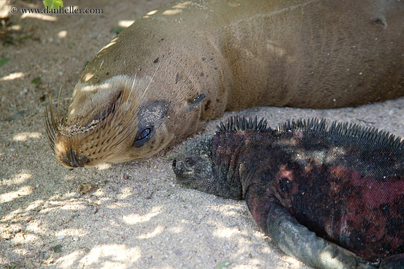 sea_lion-sleeping-10.jpg