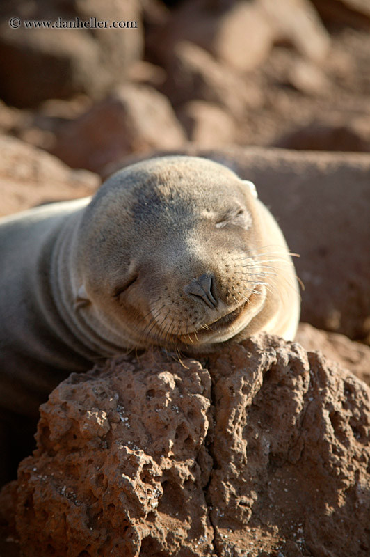 Sea Lion Sleeping (11)