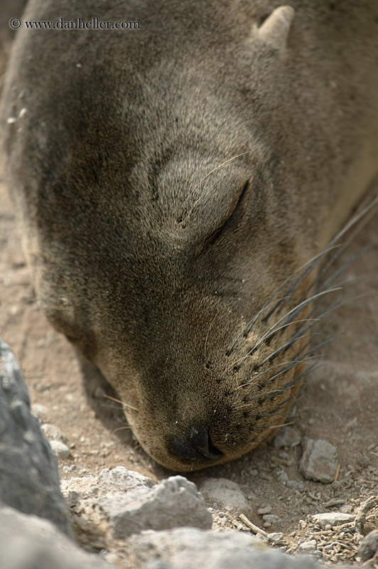 sea_lion-sleeping-12.jpg