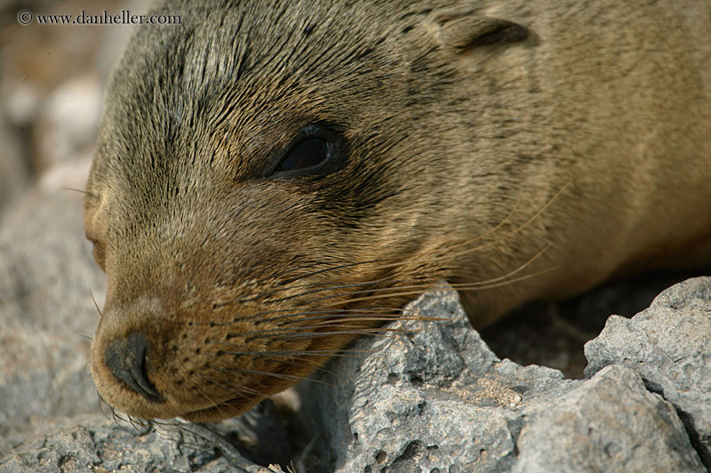 sea_lion-sleeping-13.jpg