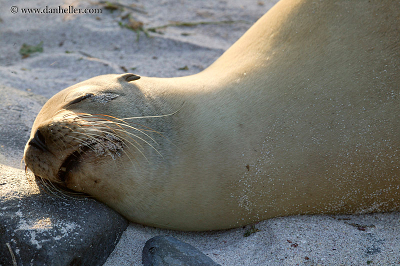 sea_lion-sleeping-14.jpg