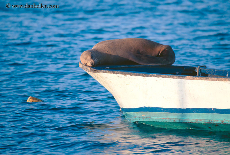 sea_lion-sleeping-15.jpg