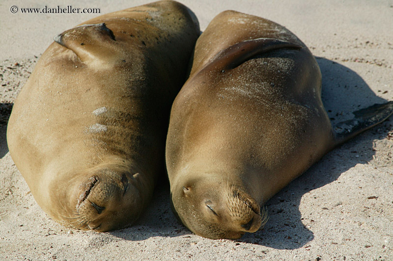 sea_lion-sleeping-16.jpg