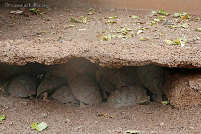 baby-tortoises-01.jpg