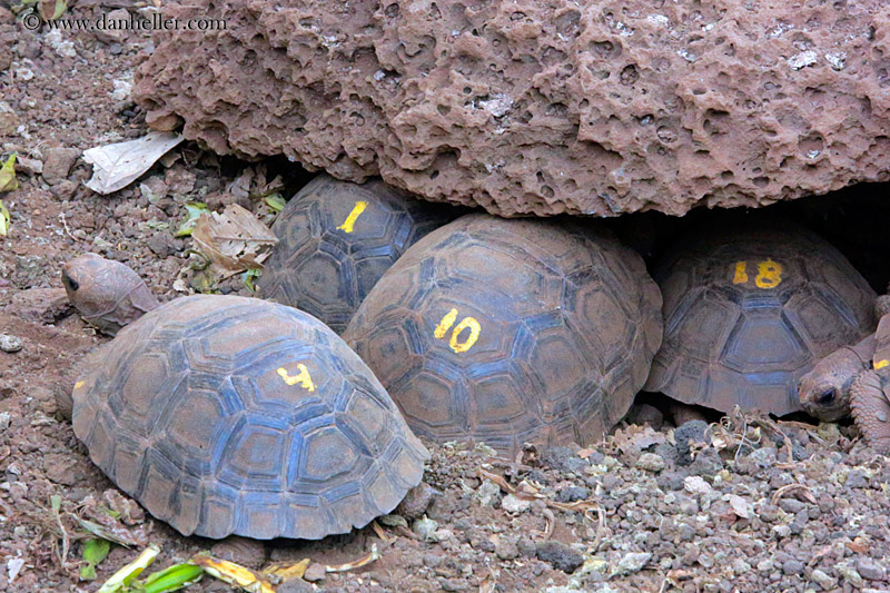 baby-tortoises-05.jpg