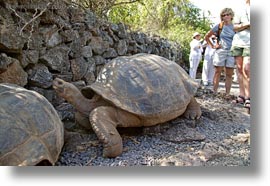images/LatinAmerica/Ecuador/GalapagosIslands/Tortoises/DarwinCenter/tortoise-02.jpg