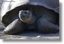 images/LatinAmerica/Ecuador/GalapagosIslands/Tortoises/Isabela/alcedo-giant-tortoise-03.jpg