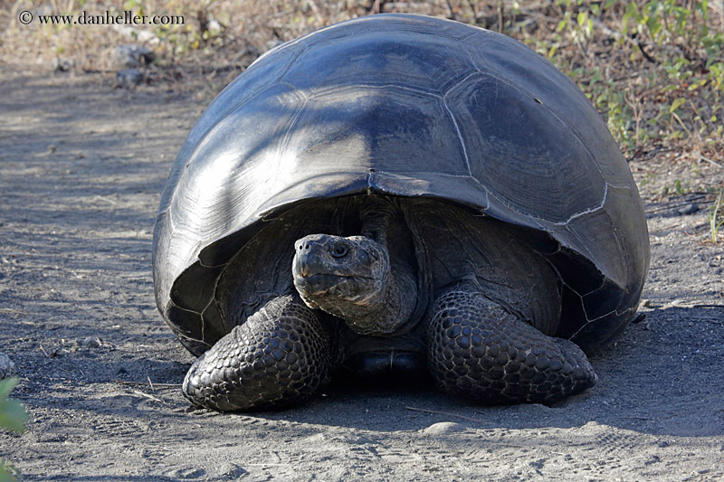 alcedo-giant-tortoise-04.jpg