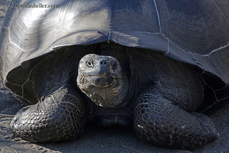 alcedo-giant-tortoise-05.jpg