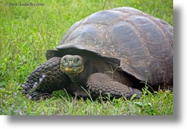 images/LatinAmerica/Ecuador/GalapagosIslands/Tortoises/MagicCamp/tortoise-at-magic-camp-01.jpg