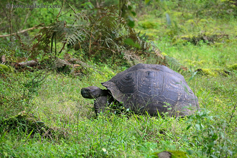 tortoise-at-magic-camp-05.jpg