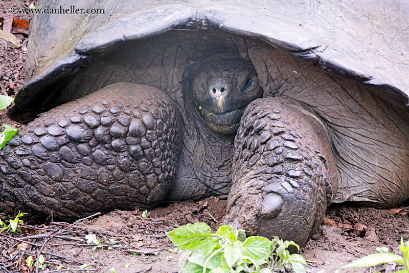 tortoise-in-field-01.jpg