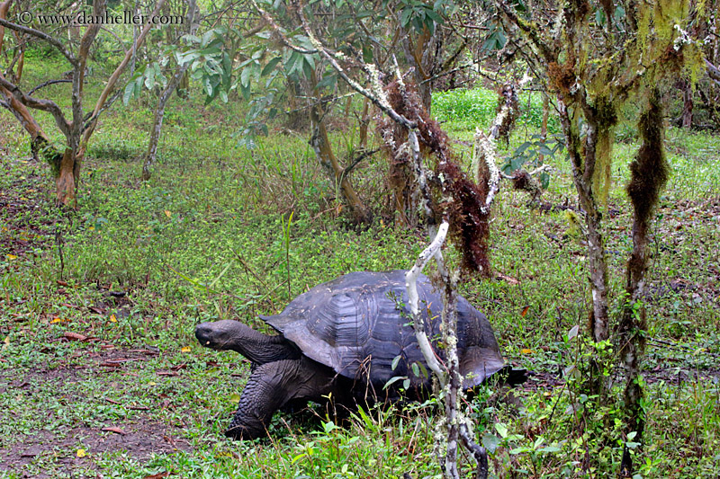 tortoise-in-field-02.jpg