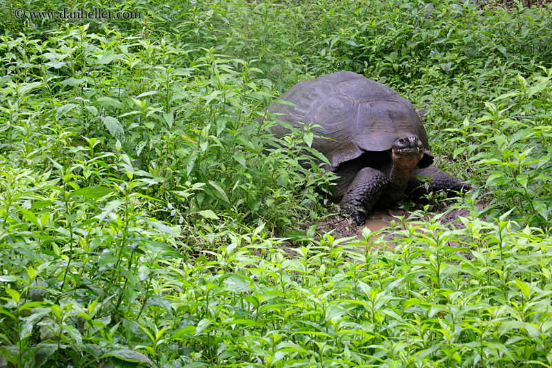 tortoise-in-field-07.jpg