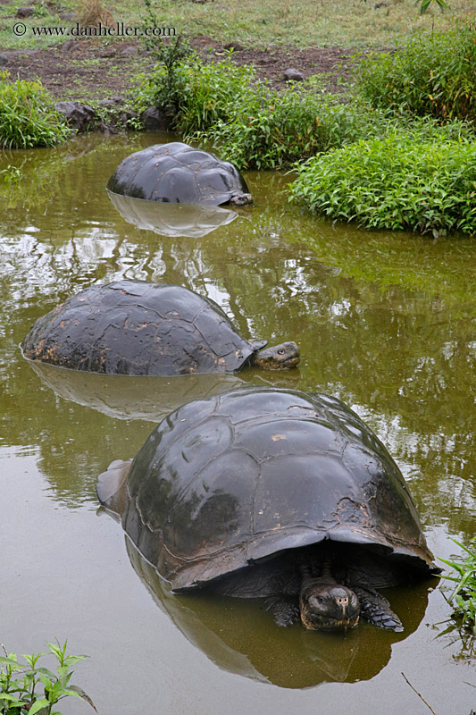 tortoise-in-water-02.jpg