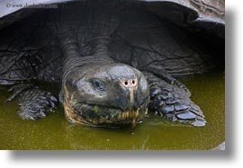 images/LatinAmerica/Ecuador/GalapagosIslands/Tortoises/PrimiciasRanch/tortoise-in-water-05.jpg