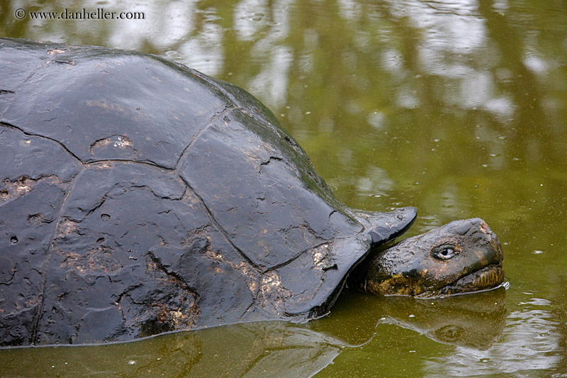 tortoise-in-water-06.jpg