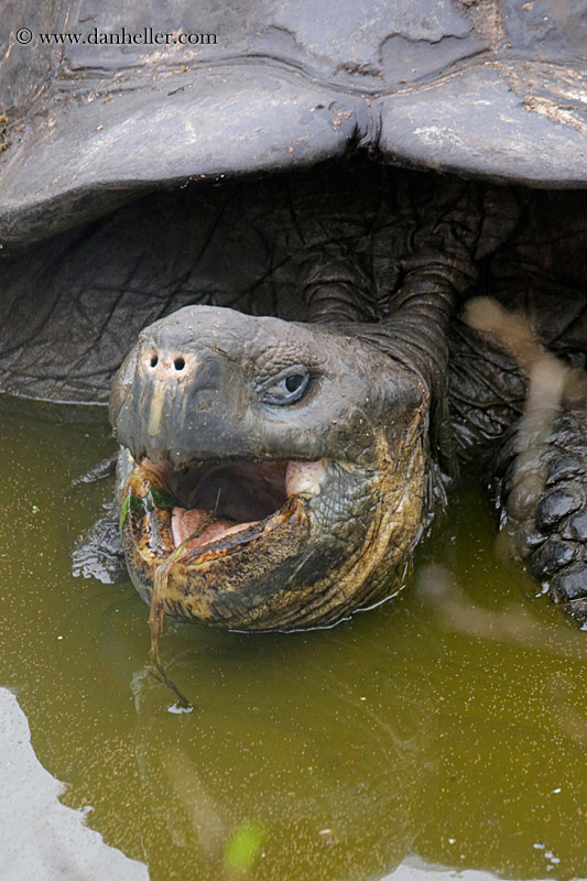 tortoise-in-water-11.jpg