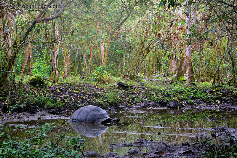 tortoise-in-water-13.jpg