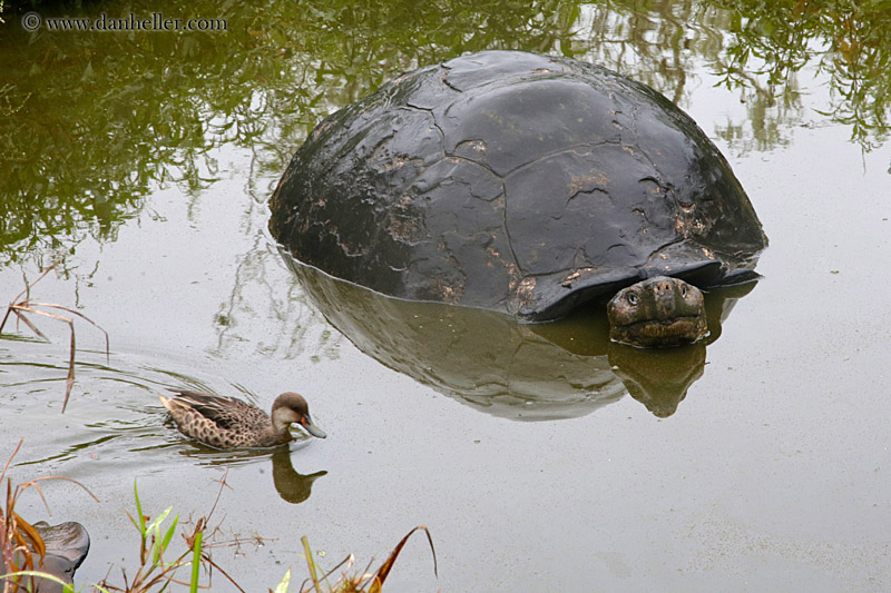 tortoise-w-pintail_duck.jpg