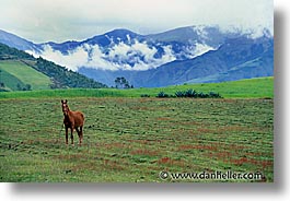images/LatinAmerica/Ecuador/Highlands/horse-field.jpg