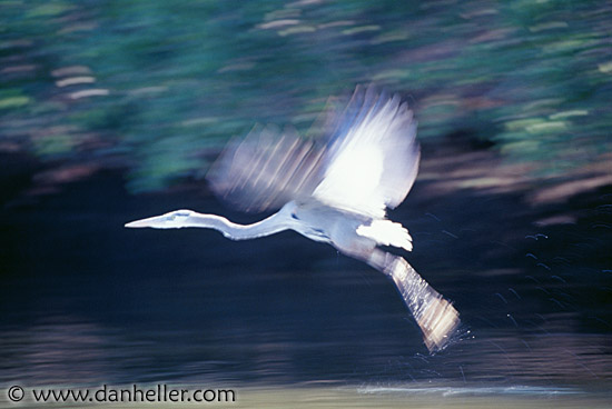 flying-heron.jpg