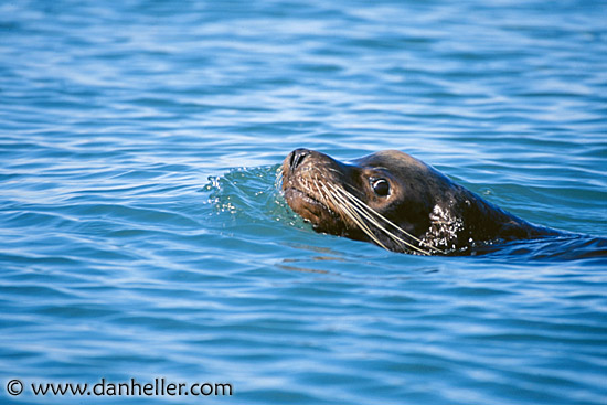 fur-seal.jpg