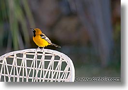 images/LatinAmerica/Mexico/Estuary/hooded-oriole-a.jpg