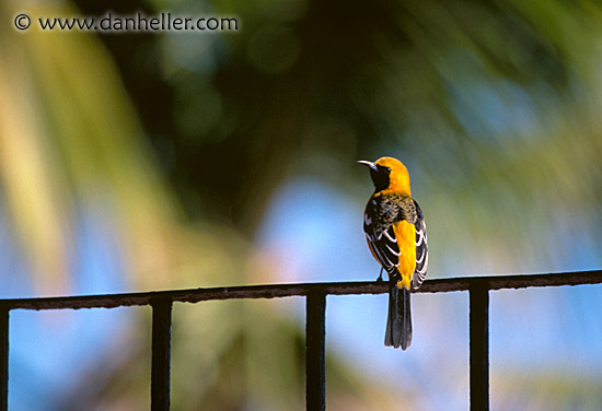 hooded-oriole-b.jpg