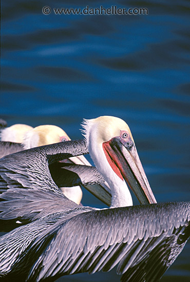 pelican-a.jpg