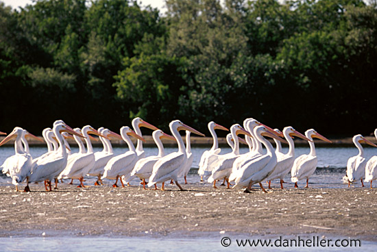 white-pelicans.jpg