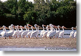 estuary, horizontal, latin america, mexico, pelicans, white, photograph