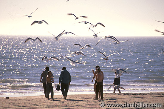 beach-ppl-birds.jpg