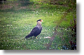 images/LatinAmerica/Patagonia/Animals/Birds/bird-2.jpg