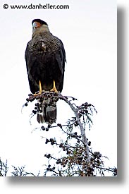 images/LatinAmerica/Patagonia/Animals/Birds/bird-4.jpg